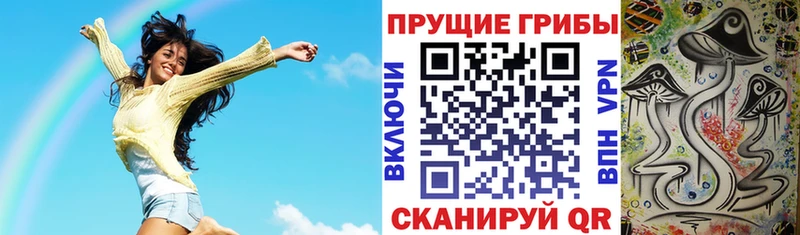 как найти   Пионерский  Псилоцибиновые грибы Psilocybe 
